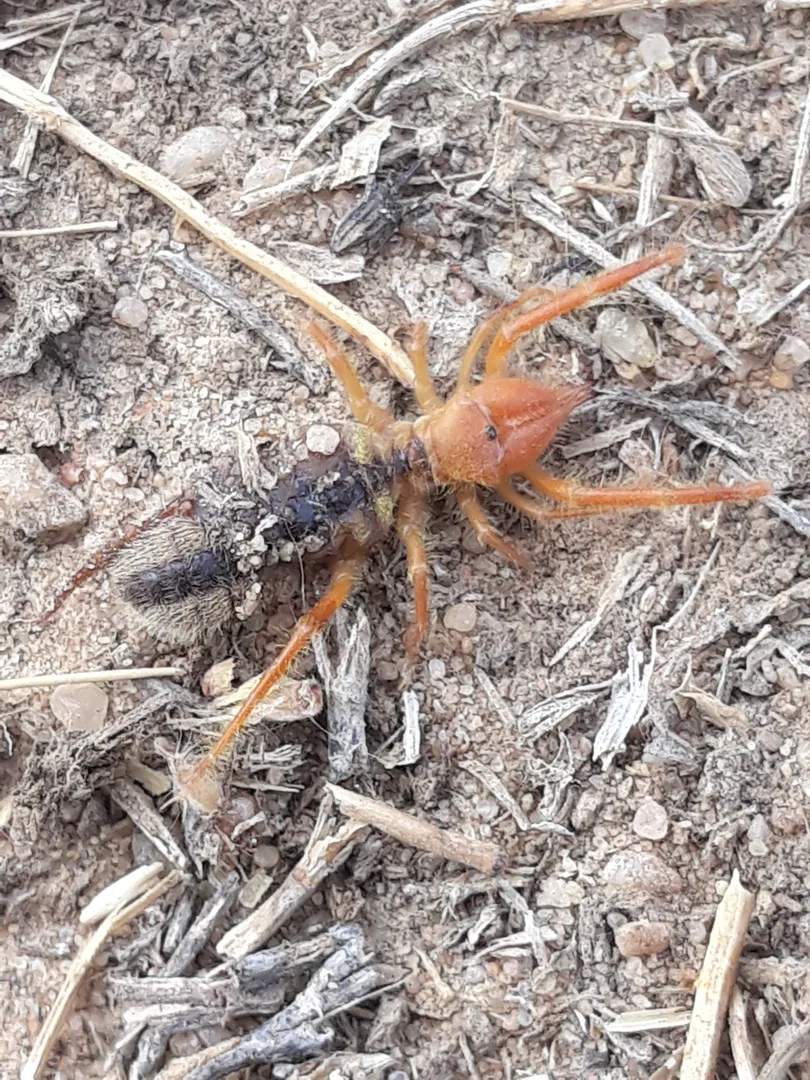 Egyptian Giant Solpugid