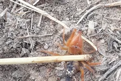 Solpugid crouched among dry grass stems on sandy ground, its large jaws forward