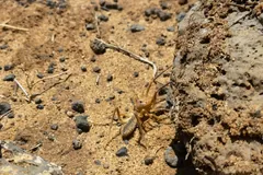 Sand-coloured solpugid running across gravelly desert soil beside a dark rock