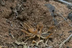 Solpugid with legs spread on loose earth and dry straw