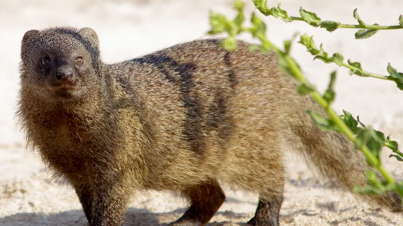 Egyptian mongoose (Herpestes ichneumon) in Ma'agan Michael, Israel.