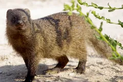 Egyptian Mongoose