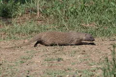 Egyptian mongoose (Herpestes ichneumon) walking low through short grass, its long tail trailing behind