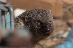 Close view of an Egyptian mongoose's grizzled face and amber eyes beside a rusted metal rail, Ashkelon National Park, Israel