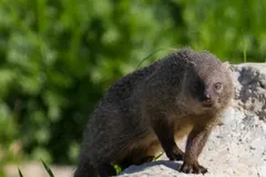 Egyptian mongoose (Herpestes ichneumon) crouched on a pale rock and facing forward, Ashkelon National Park, Israel