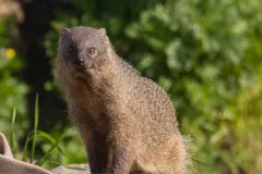 Egyptian mongoose (Herpestes ichneumon) sitting upright against green foliage, Ashkelon National Park, Israel