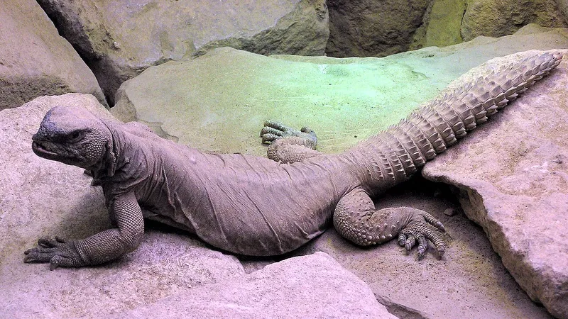Egyptian Spiny-Tailed Lizard (Uromastyx aegyptia) in native wild habitat
