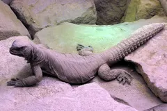Egyptian Spiny-Tailed Lizard (Uromastyx aegyptia) in native wild habitat
