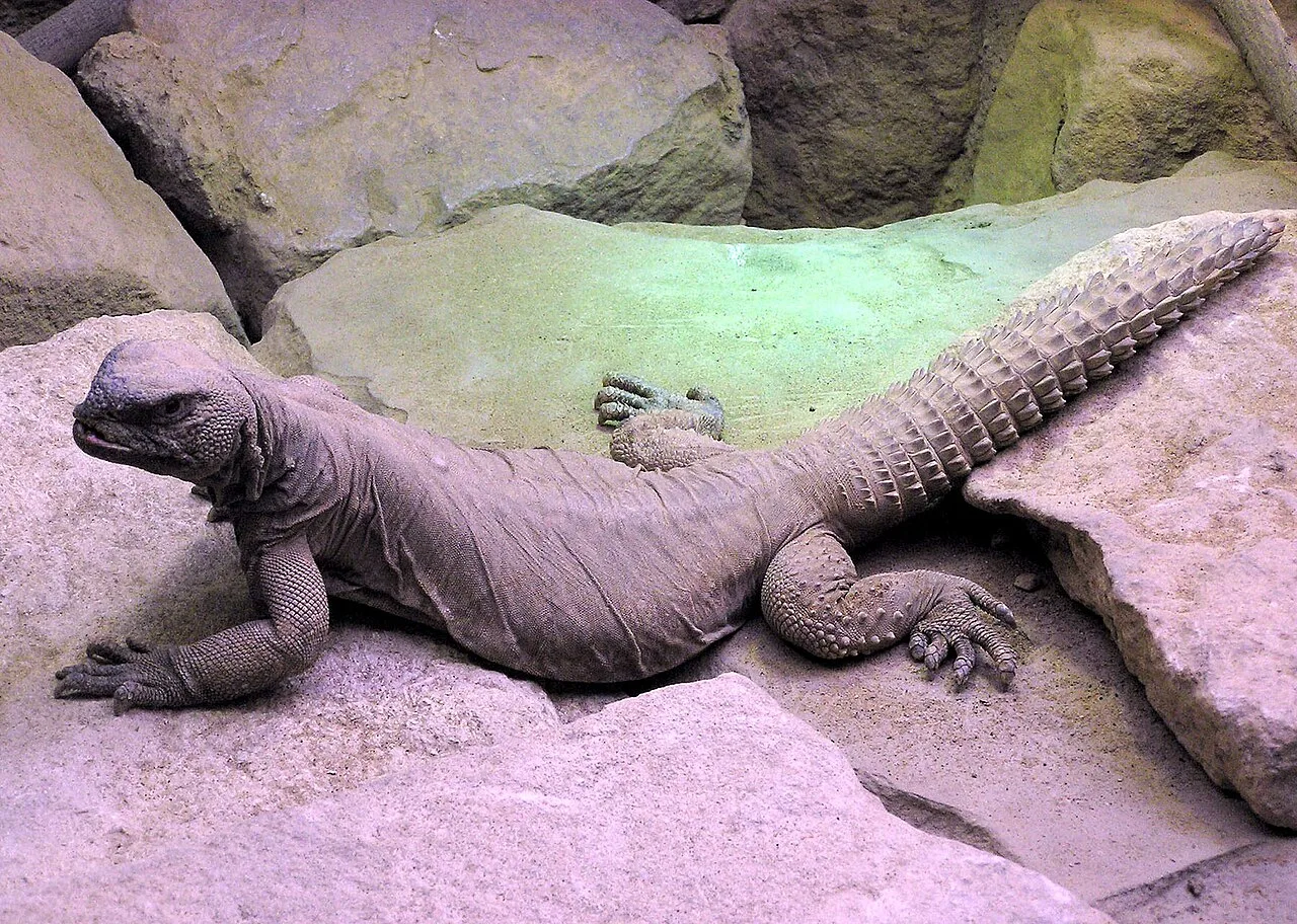Egyptian Spiny-Tailed Lizard (Uromastyx aegyptia) in native wild habitat