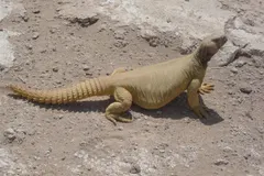 Egyptian Spiny-Tailed Lizard (Uromastyx aegyptia) in native wild habitat