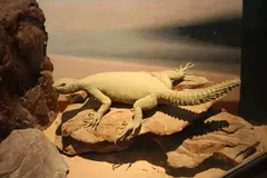 Egyptian Spiny-Tailed Lizard (Uromastyx aegyptia) in native wild habitat