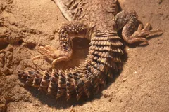 Egyptian Spiny-Tailed Lizard (Uromastyx aegyptia) in native wild habitat