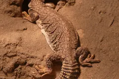 Egyptian Spiny-Tailed Lizard (Uromastyx aegyptia) in native wild habitat