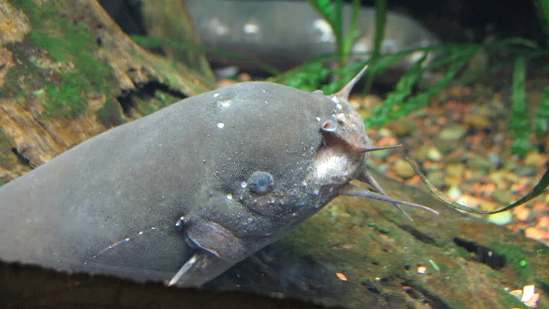 Electric Catfish (Malapterurus electricus) in wild river freshwater habitat