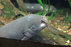 Electric Catfish (Malapterurus electricus) in wild river freshwater habitat
