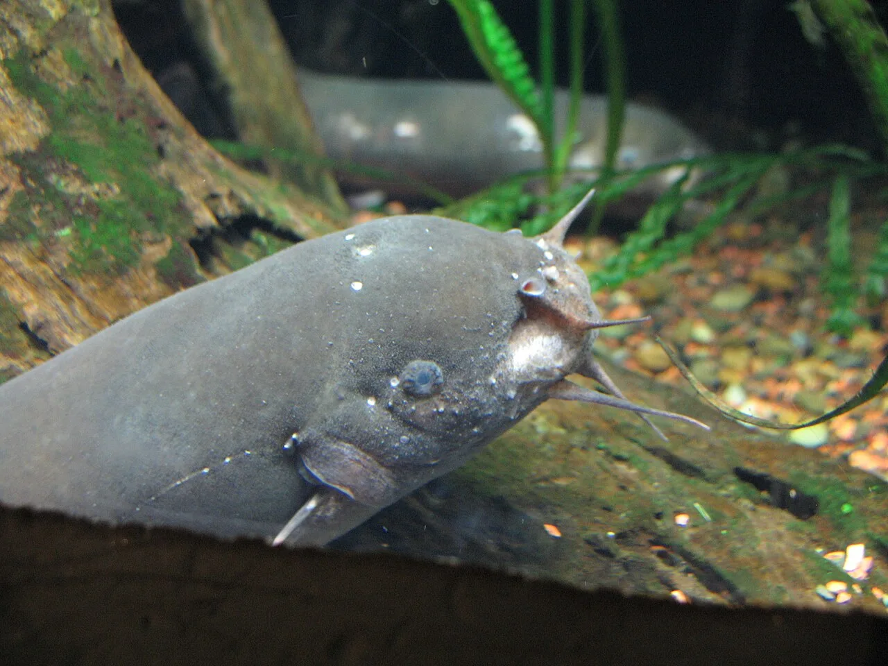 Electric Catfish (Malapterurus electricus) in wild river freshwater habitat