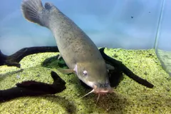 Electric Catfish (Malapterurus electricus) swimming in wild freshwater river habitat