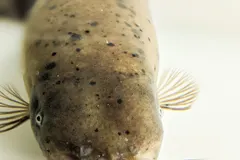 Electric Catfish (Malapterurus electricus) swimming in wild freshwater river habitat