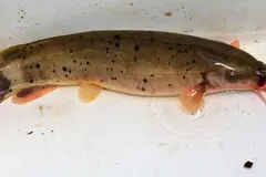 Electric Catfish (Malapterurus electricus) swimming in wild freshwater river habitat