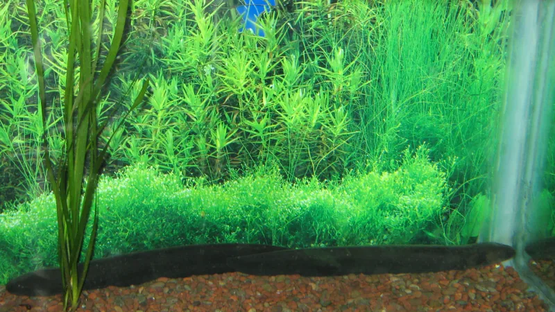 Volta Electric Eel wildlife photography