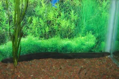 Volta Electric Eel