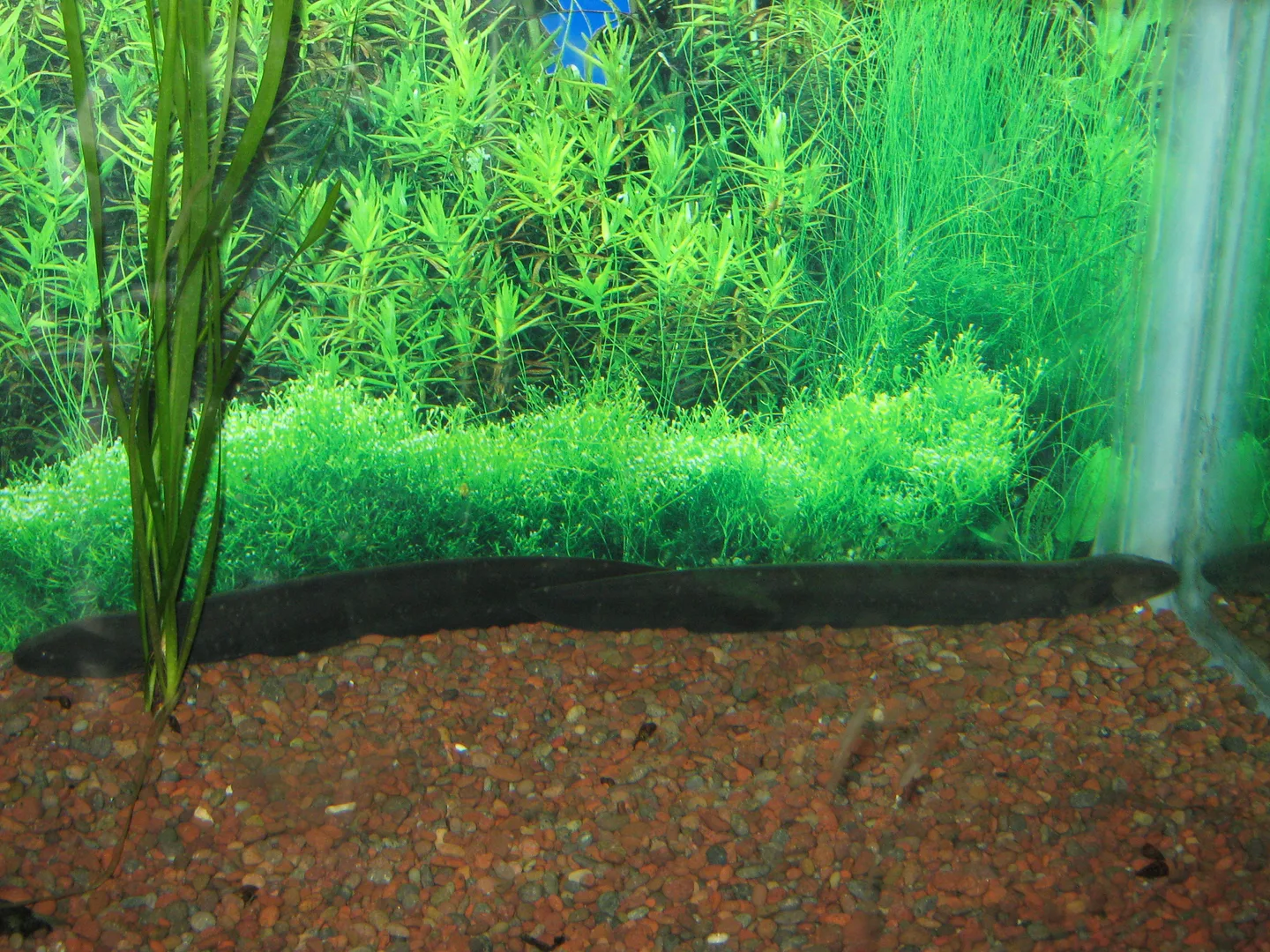 Volta Electric Eel wildlife photography