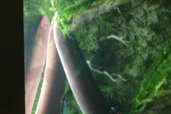 Volta Electric Eel wildlife photography