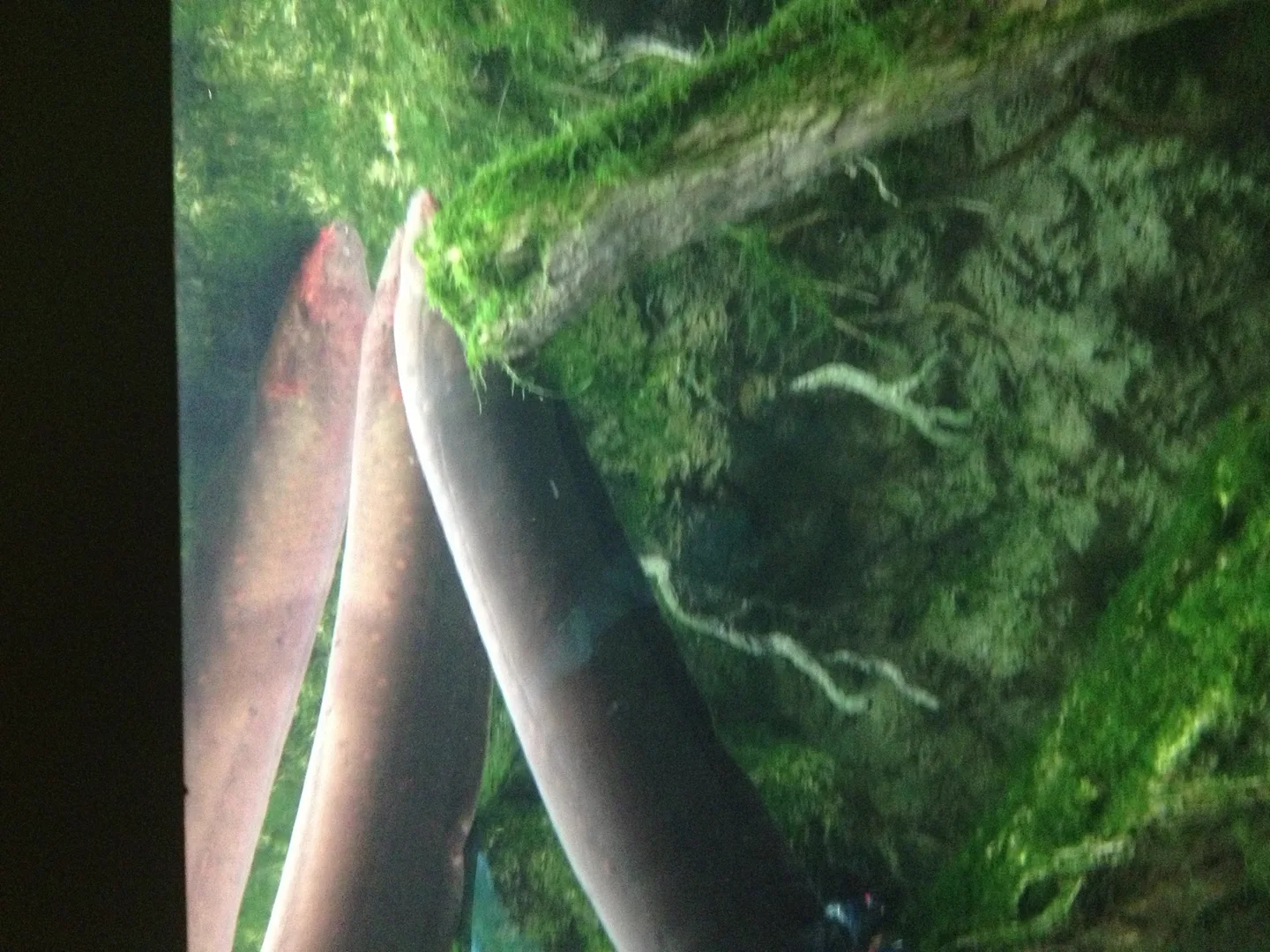 Volta Electric Eel wildlife photography