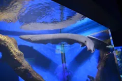 Volta Electric Eel wildlife photography