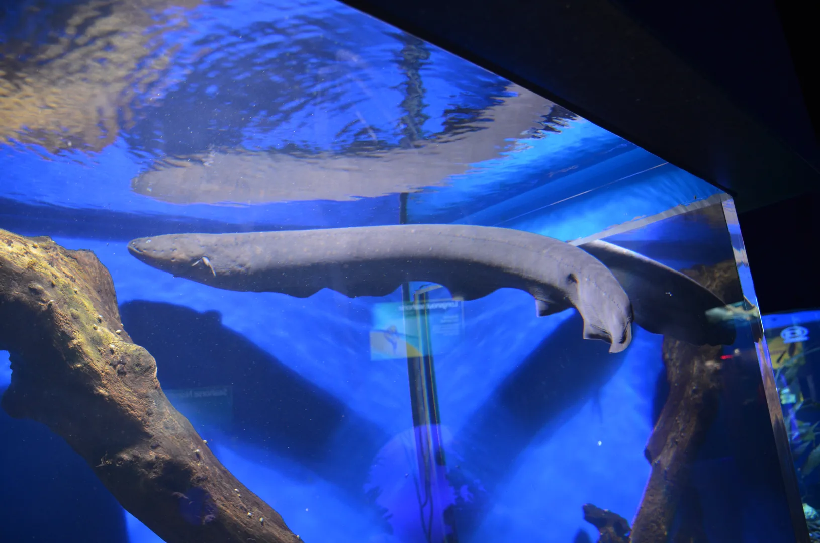 Volta Electric Eel wildlife photography
