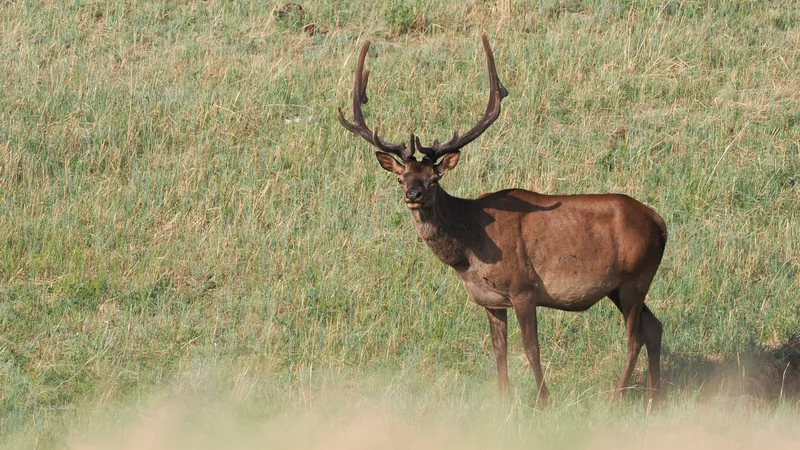 Bull wapiti with branched antlers standing in dry grass