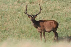 Bull wapiti with branched antlers standing in dry grass
