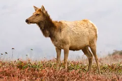 Female tule elk standing on a grassy coastal ridge