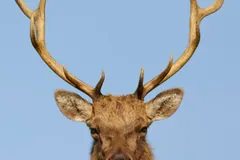 Tule elk bull facing forward with wide antlers against a blue sky