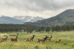 Herd of elk grazing a mountain meadow below forested slopes