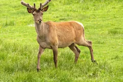 Young wapiti stag with velvet antlers in green grass