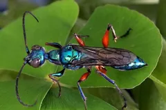 Emerald Cockroach Wasp