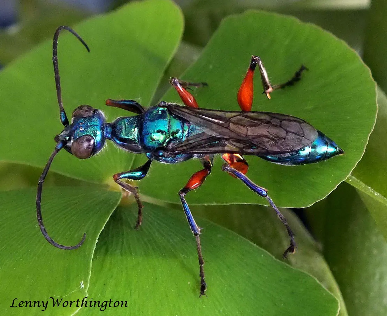Emerald Cockroach Wasp