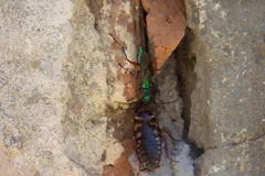 Jewel wasp leading a cockroach by its antenna along a crack in a wall