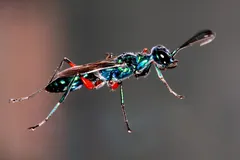 Metallic blue-green emerald cockroach wasp with red thighs, side on against a plain background