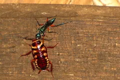 Jewel wasp leading a large orange and black cockroach by its antenna across a wooden board