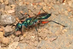 Metallic green jewel wasp with red thighs walking over gravel