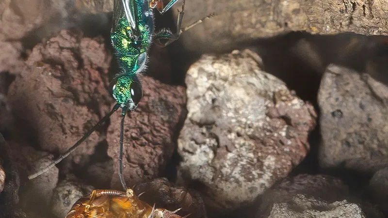 Emerald Jewel Wasp (Ampulex compressa) displaying natural behavioral traits in wild habitat
