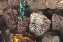 Emerald Jewel Wasp (Ampulex compressa) displaying natural behavioral traits in wild habitat