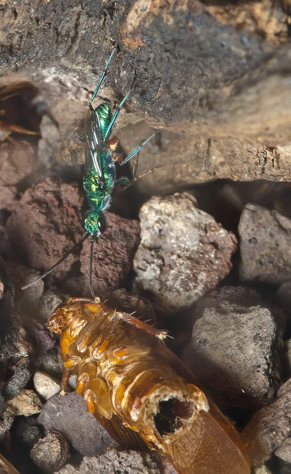 Emerald Jewel Wasp (Ampulex compressa) displaying natural behavioral traits in wild habitat