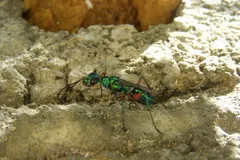 Emerald Jewel Wasp (Ampulex compressa) displaying natural behavioral traits in wild habitat