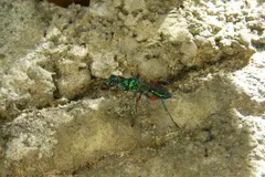 Emerald Jewel Wasp (Ampulex compressa) displaying natural behavioral traits in wild habitat