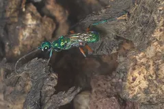 Emerald Jewel Wasp (Ampulex compressa) displaying natural behavioral traits in wild habitat