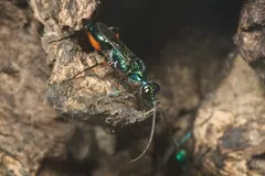 Emerald Jewel Wasp (Ampulex compressa) displaying natural behavioral traits in wild habitat