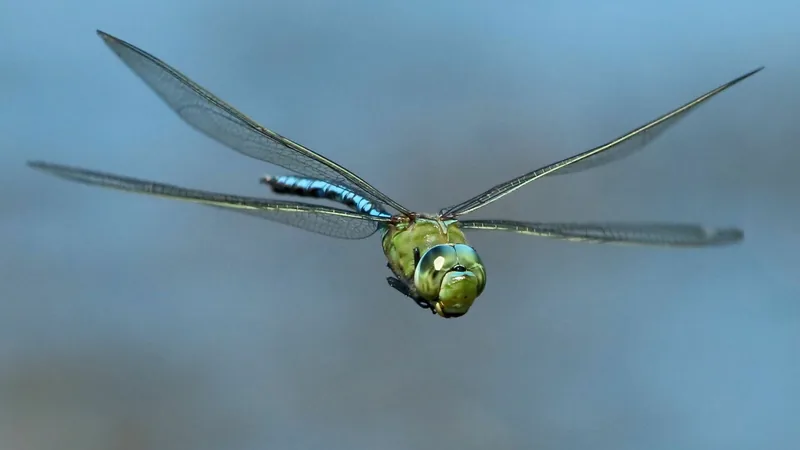 Emperor Dragonfly in this matchup